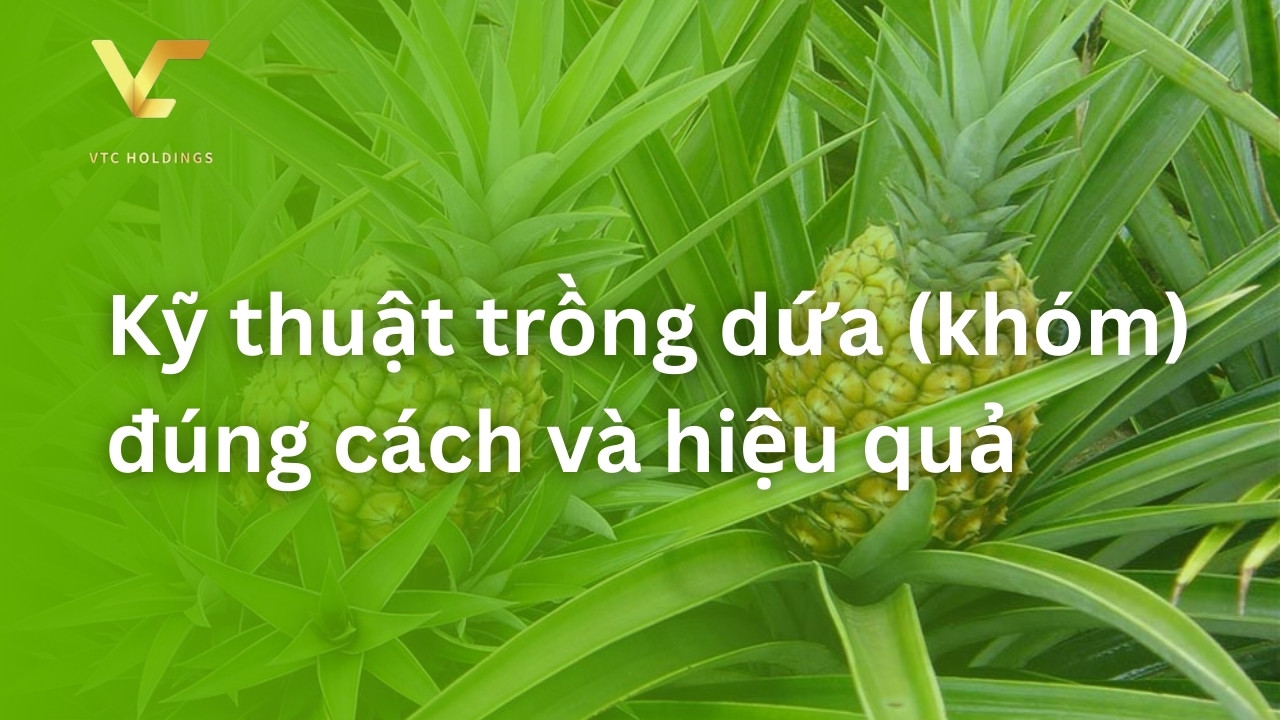 Kỹ thuật trồng dứa (khóm) đúng cách và hiệu quả - VTC Holdings