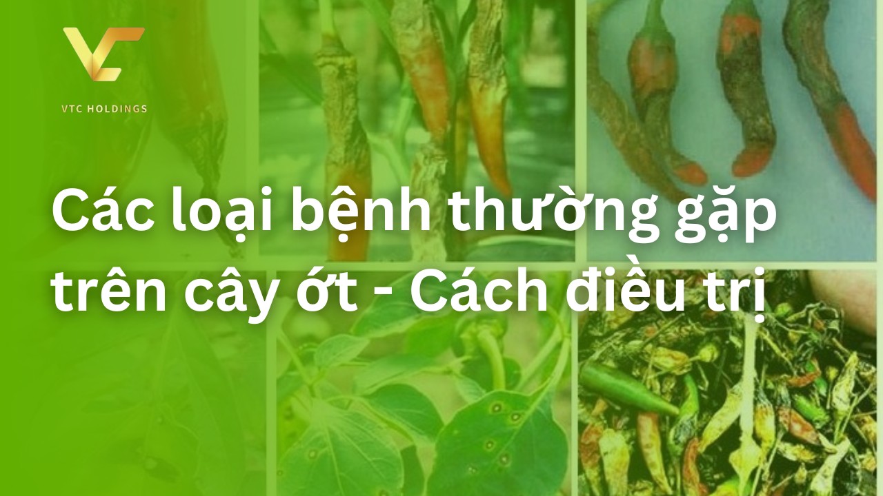 Các loại bệnh thường gặp trên cây ớt – Cách điều trị