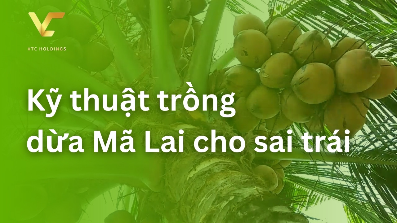 Tiền Giang Trồng dừa Mã Lai cho doanh thu mỗi năm tiền tỷ