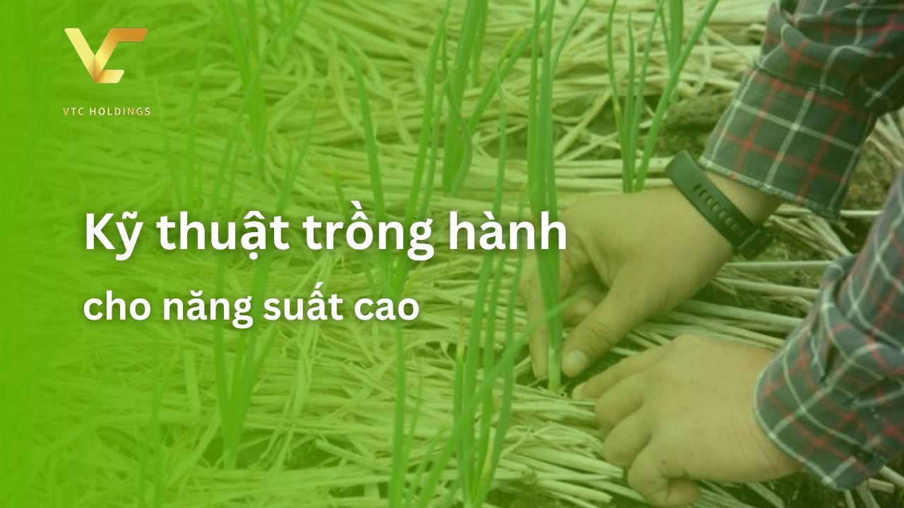 Kỹ thuật trồng hành cho năng suất cao - VTC Holdings